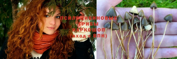 ПСИЛОЦИБИНОВЫЕ ГРИБЫ Богданович